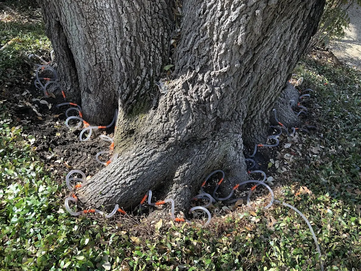 Detailed Tree Cabling and Bracing job site in Pearl City